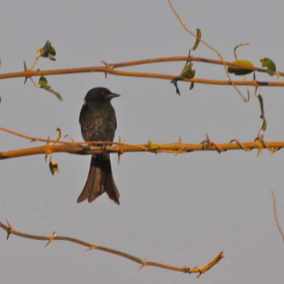 Forked-tail drongo, a favorite of Cyn's