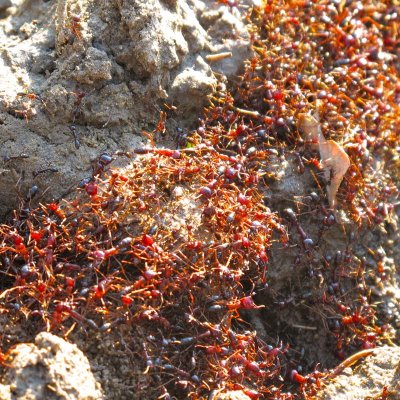 Red ants marching