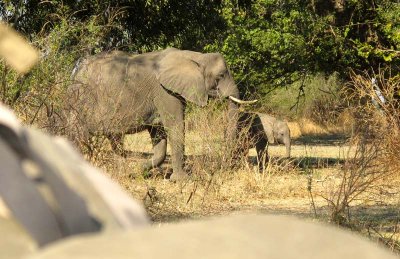 The elephants are so close as we crouch down!