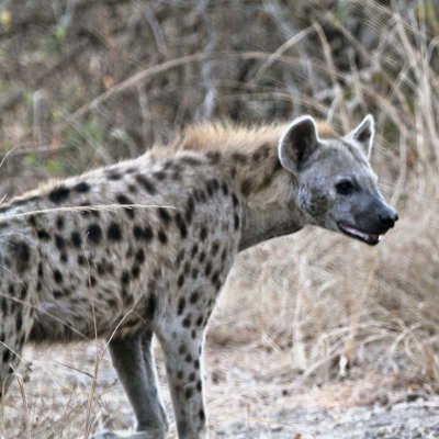 A lovely hyena