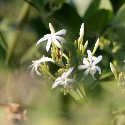 Love the scent of wild jasmine
