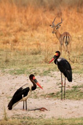 Saddle-billed storks