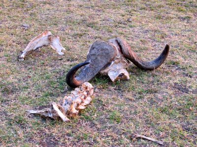 While bushwalking, we come across bone