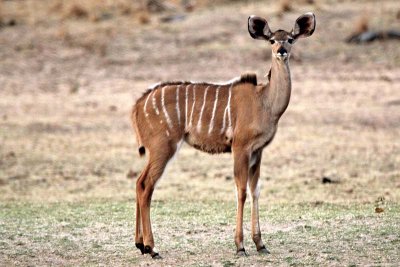 A young kudu