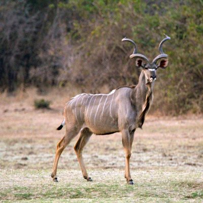 Statuesque male kudu