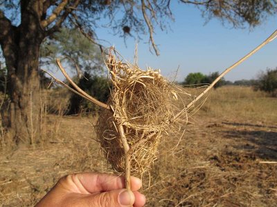 A weaver nest