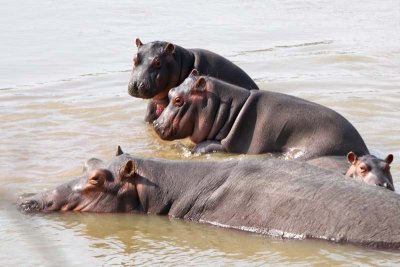 Lolling hippos