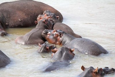 Hippo pile up
