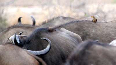 Buffalo horns