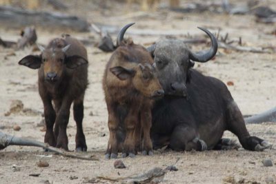 Buffalo babies