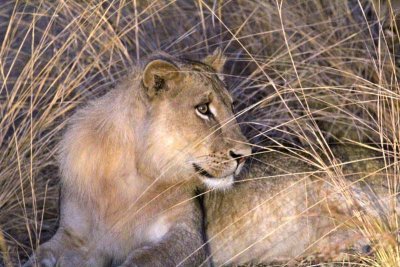 A young male with fuzzy mane