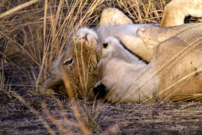 Lionesses cuddly