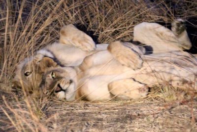 Lionesses snuggle