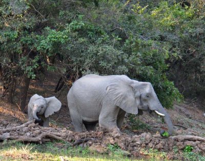 Elephants drinking at Chamilandu lagoon