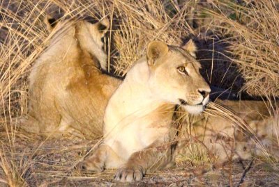 Lionesses alert and ready to wander