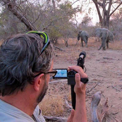 Elephants at sunset