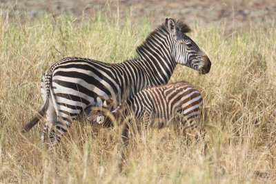 Zebra mom and baby