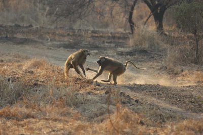 Male baboons arguing