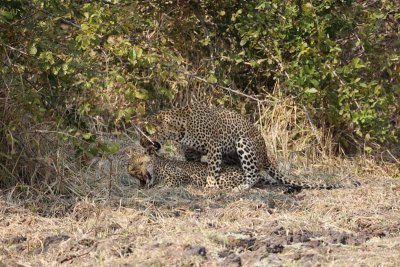Leopards mating
