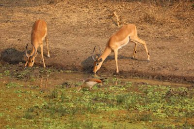 Impala drink