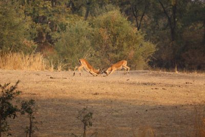 Impala mock fight