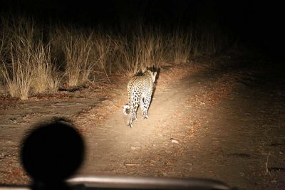 Leopard walking along