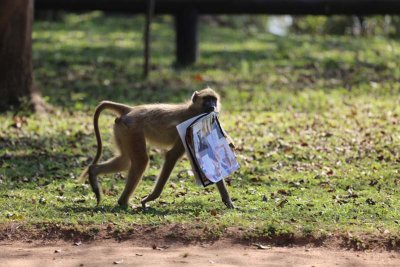 Baboon find a magazine in camp