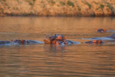 Hippos relax