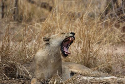 Lioness yawns