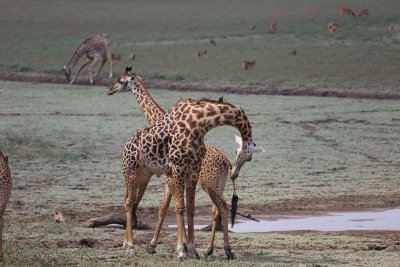 Male giraffe checks female