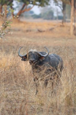 Cape buffalo