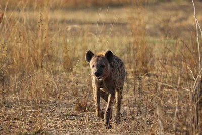 Hyena