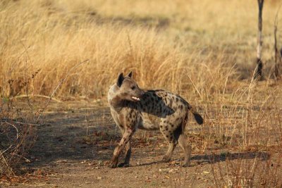 Hyena