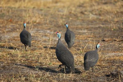 Guinea fowl