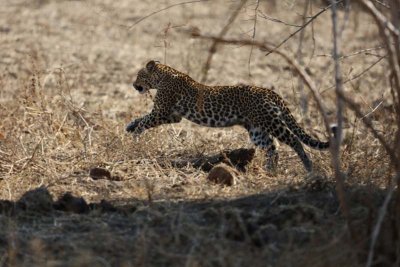 Young leopardess