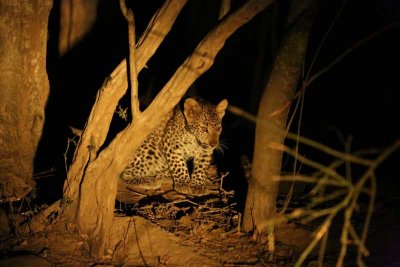 Leopard cub