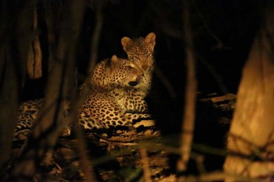 Mom and cub snuggle