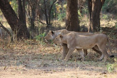 Lionesses stalking