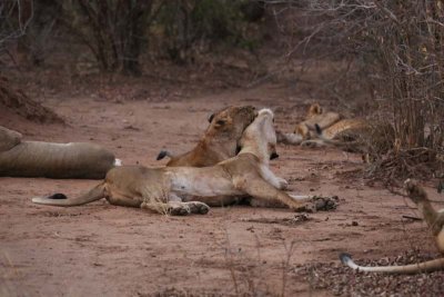 Lions snuggle