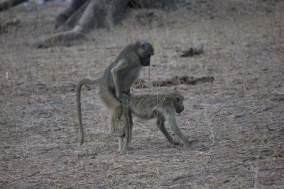 Baboon mating