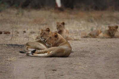 Lions relaxed