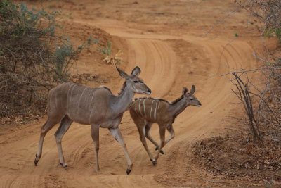 Mom and baby kudu
