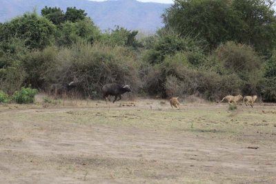 Lions chased by buffalo!