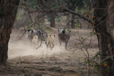 Lions chase buffalo