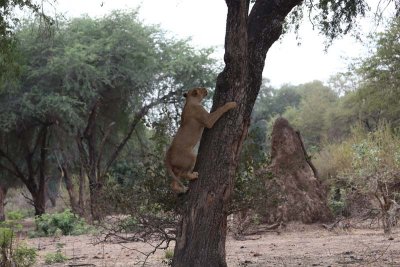 Lion climbs tree