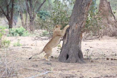 Lion considers tree