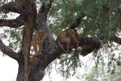 Lions in tree