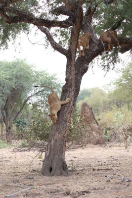 Lion climbs down from tree