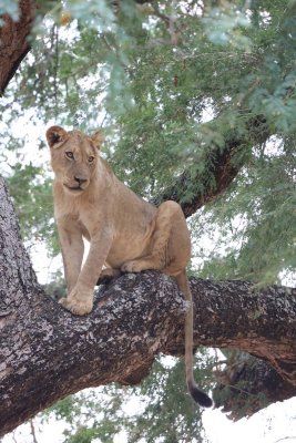 Lion in tree