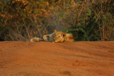 Lion on red sand